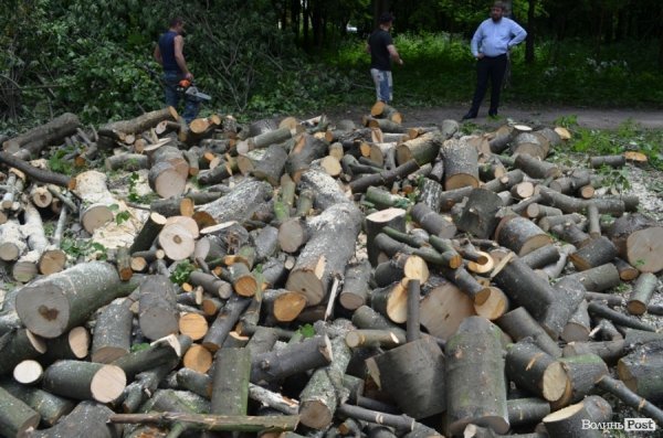 У Луцьку ріжуть дерева, аби збудувати церкву. ФОТО